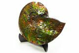 Ammonite Fossil with Mosasaur Bite Marks - Precious Ammolite! #334655-4